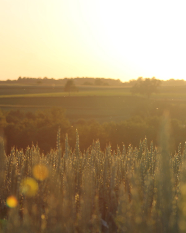 Agriculture